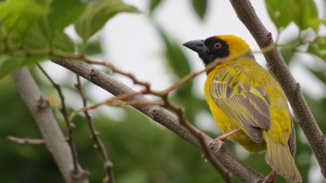 Weaver bird in tree bright yellow plumage in Johannesburg South Africa