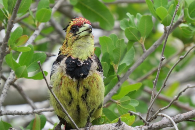 Crested barbet bird in tree Johannesburg, South Africa photo by www.expatorama.com