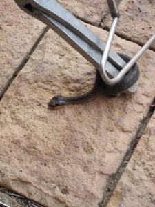 There's a snake in my garage.