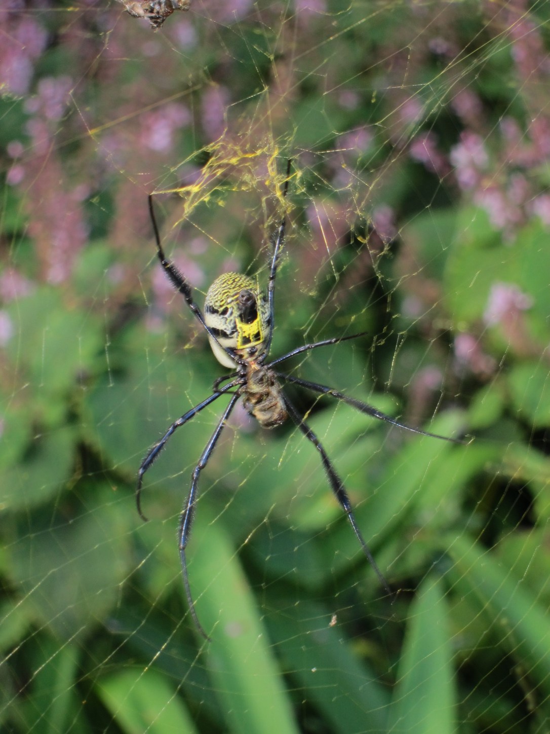A female golden orb spider in web, South Africa, the Rumplestiltskin of spiders
