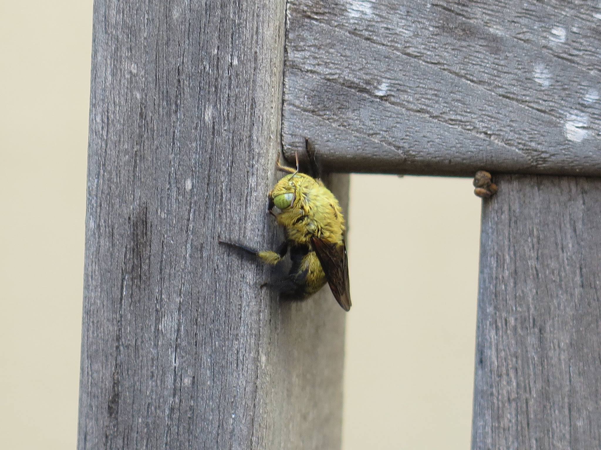 Carpenter Bee male South Africa