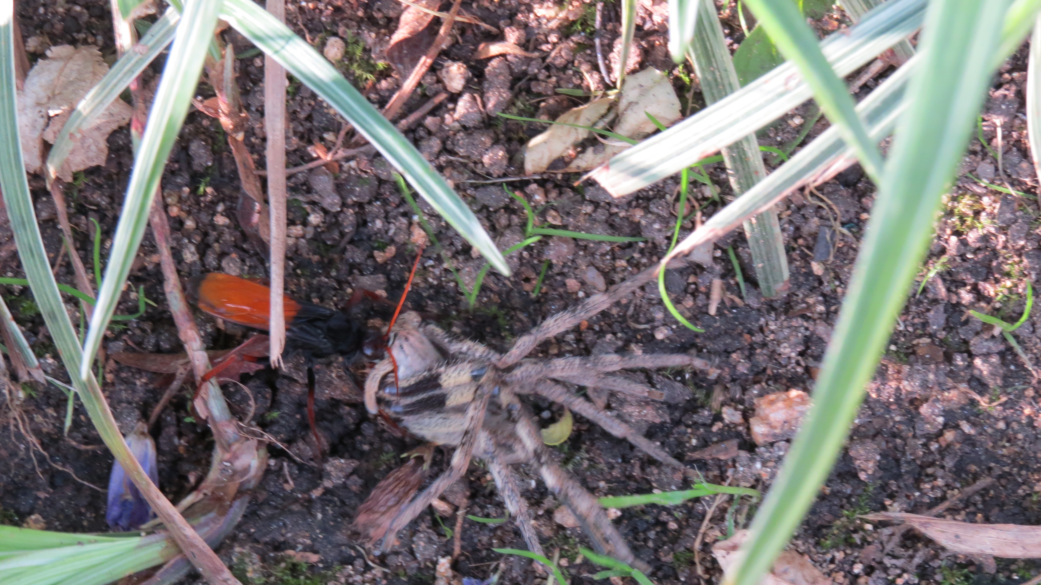 Spider Wasp with paralysed rain spider in undergrowth