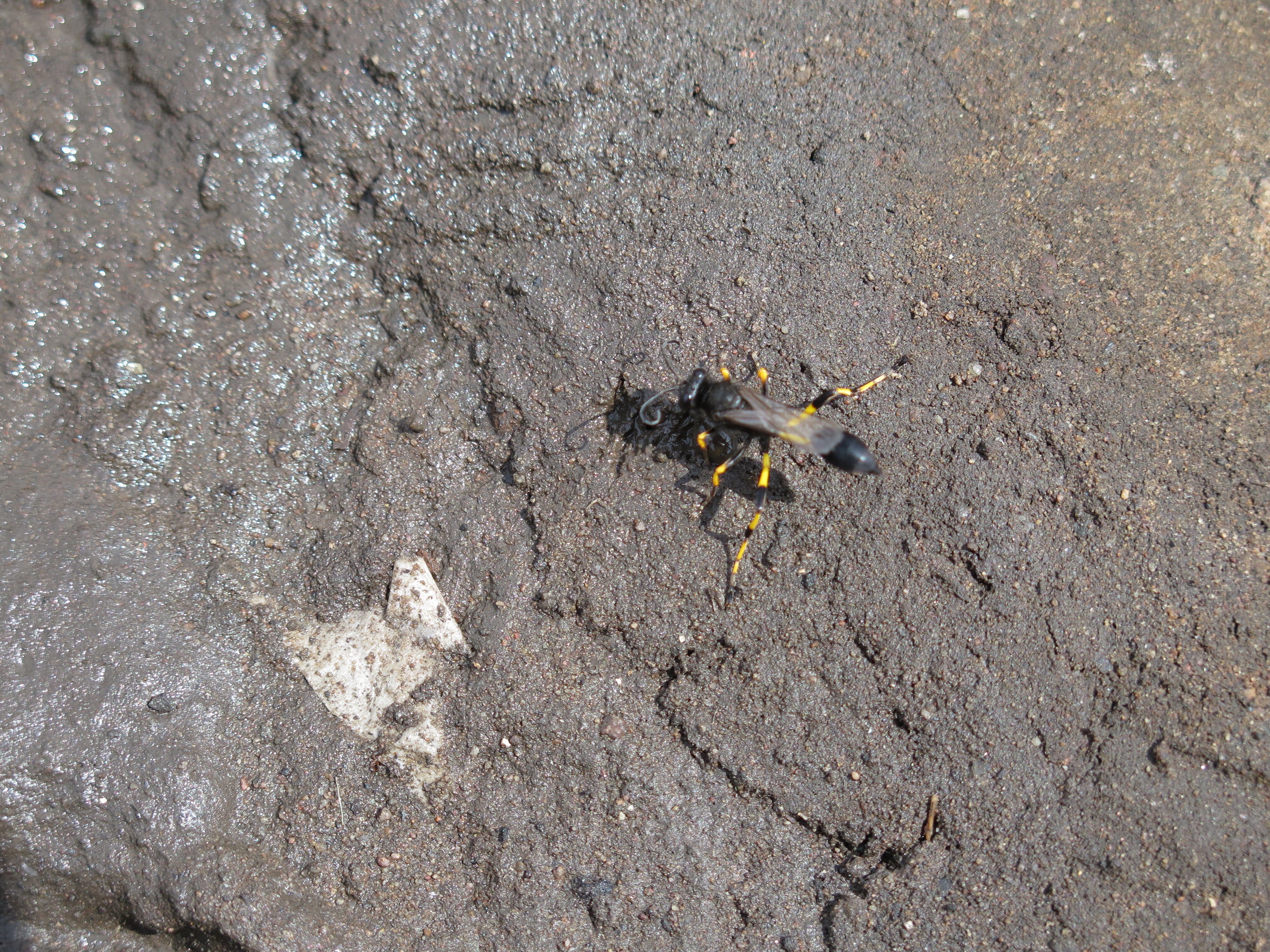 The Mud Dauber Master Builder
