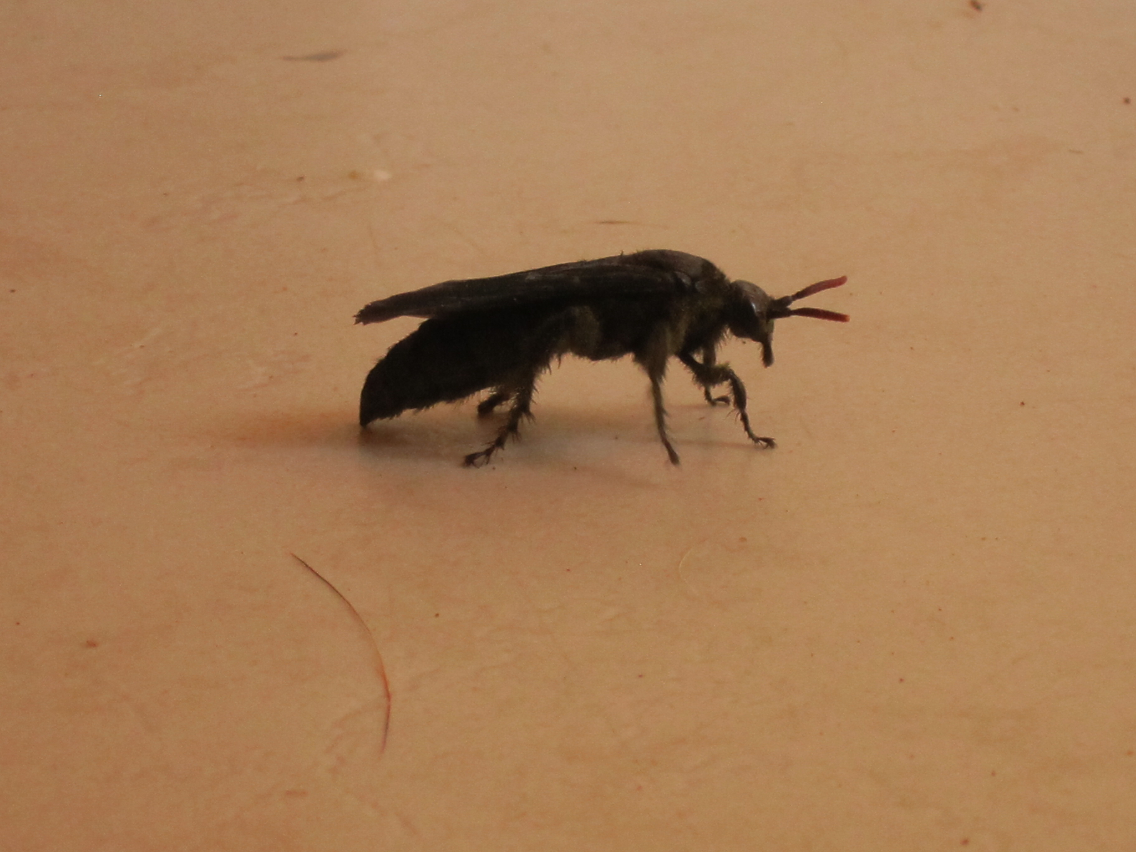 Probably a Female Carpenter Bee - probably not in good health.