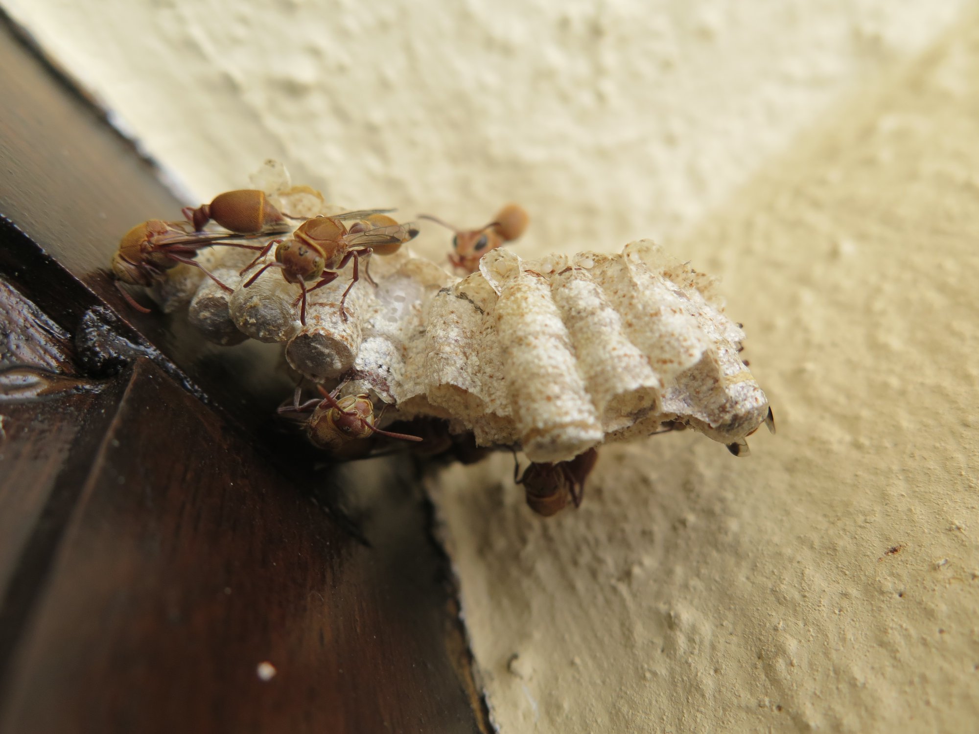 paper wasps building a nest South Africa