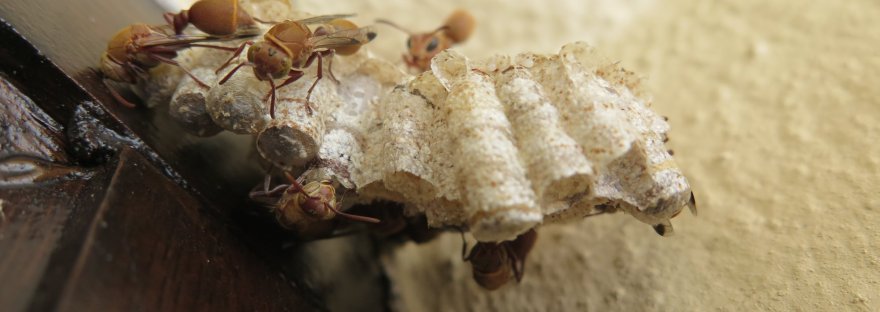 paper wasps building a nest South Africa