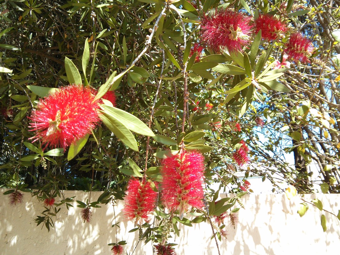 bottle brush bloom South Africa