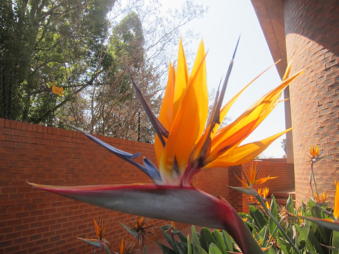 Bird of paradise flower, South Africa