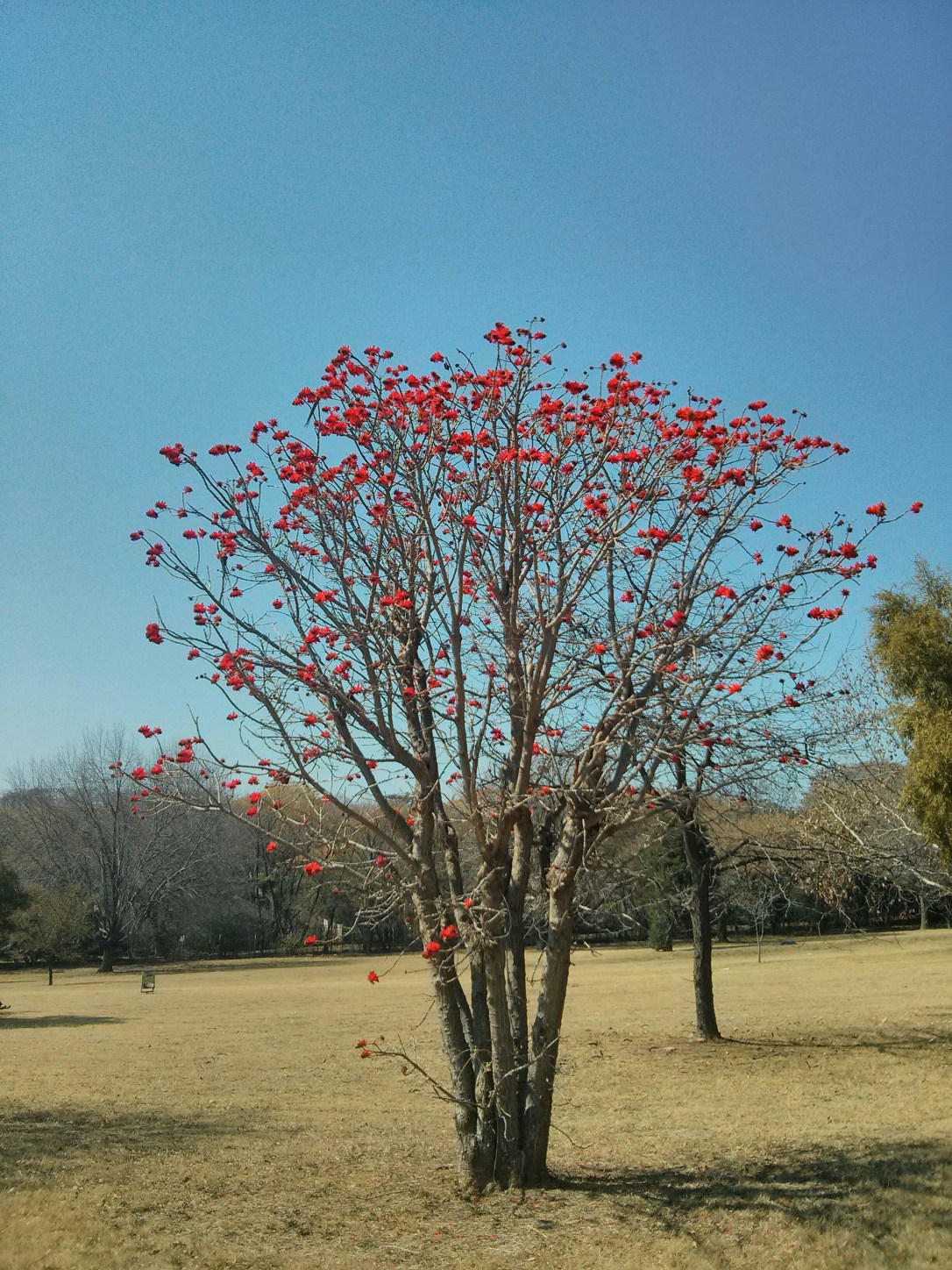 Coral Tree also known as Lucky Bean Tree or the Latin name is Erythrina lysistemon