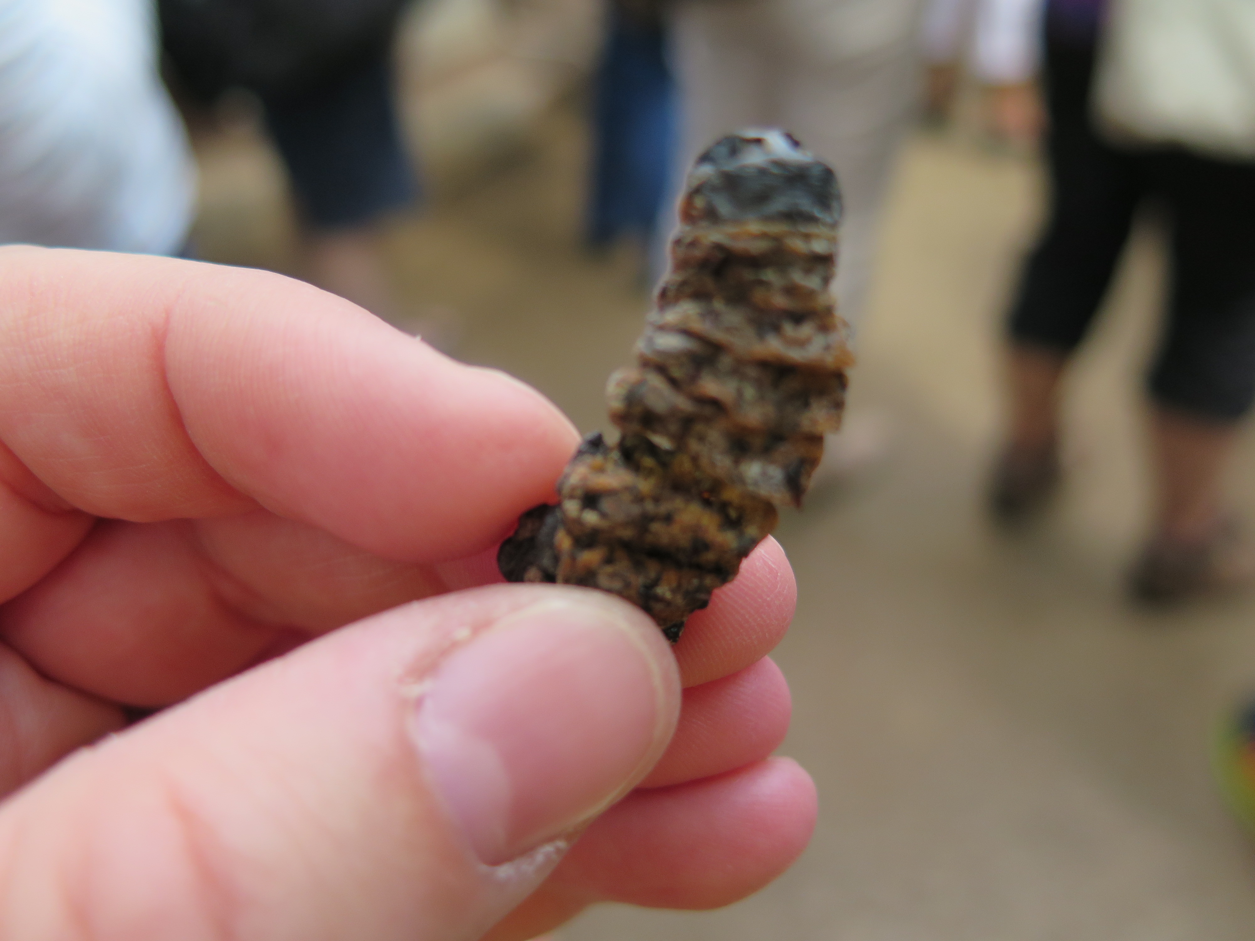 Mopane Worm at Lesedi