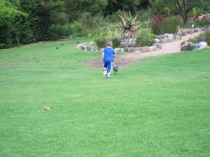Pickle fruitlessly chasing a Hadeda.