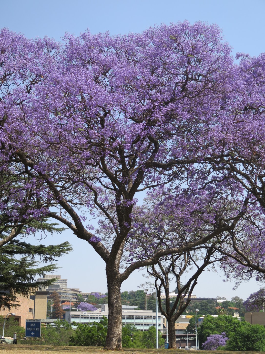 Jacaranda tree Johannesburg
