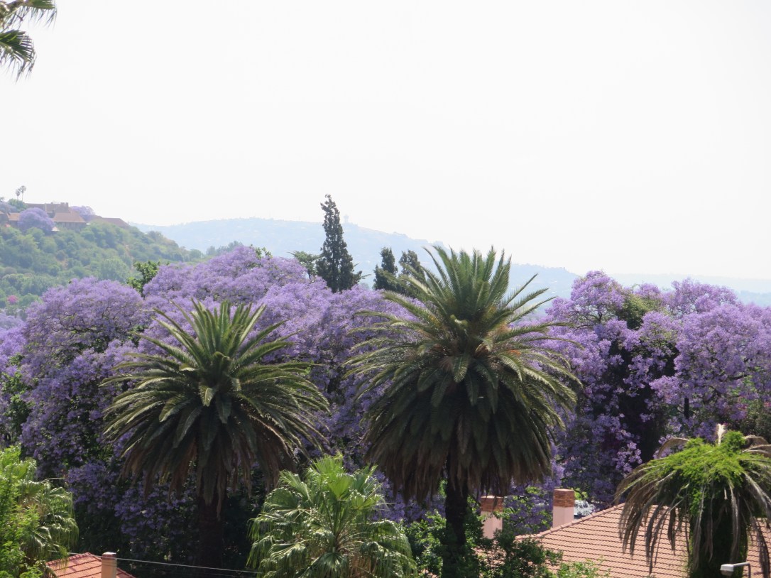 Jacaranda and palm trees