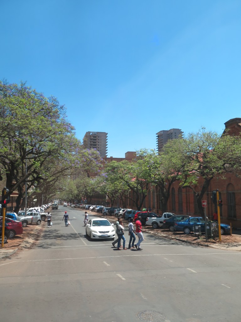 jacaranda without blossom