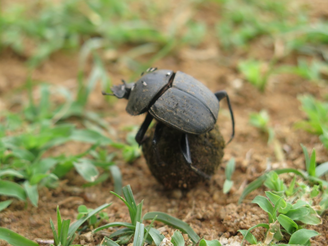 D is for Dung Beetle Expat A to Z