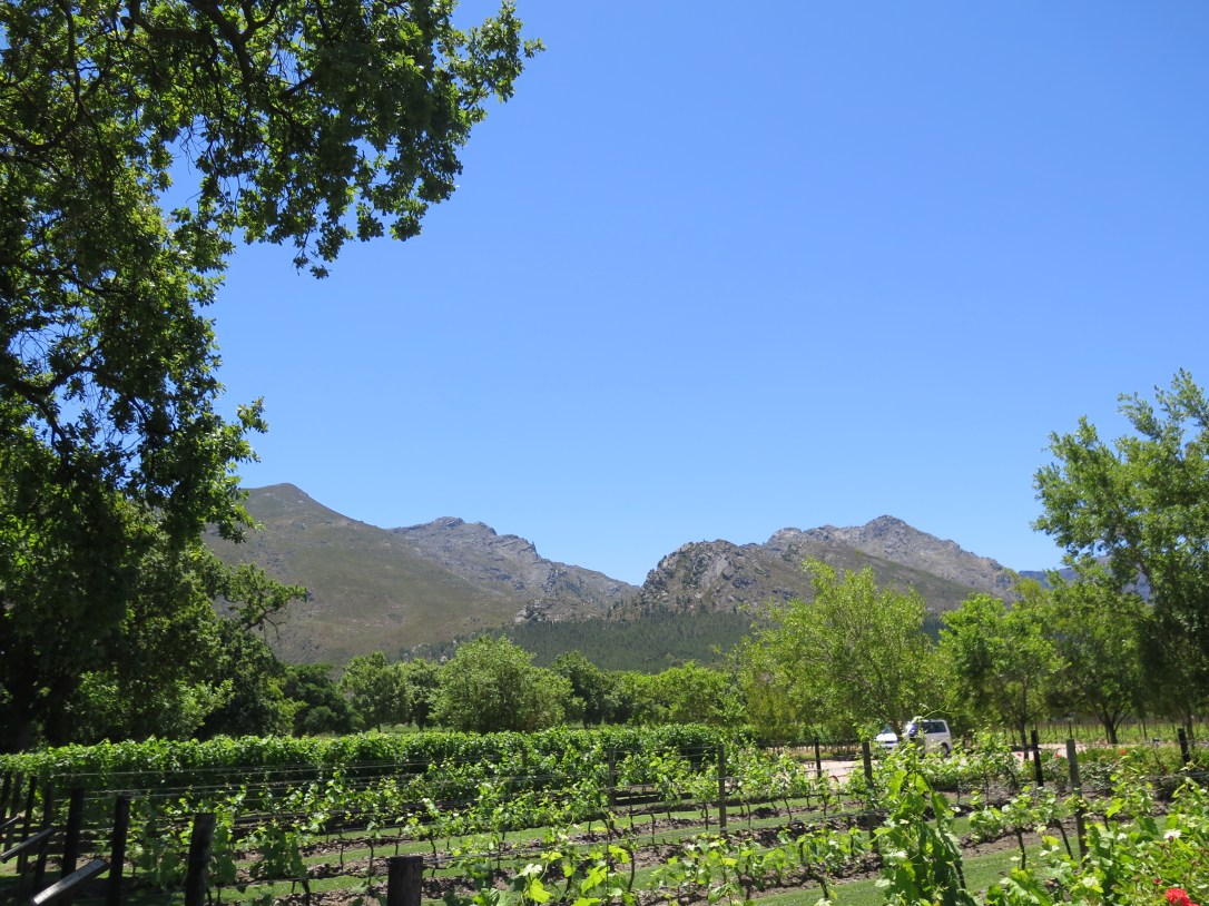Vineyard Franschhoek Rows of Vines, Mountains and Blue Sky