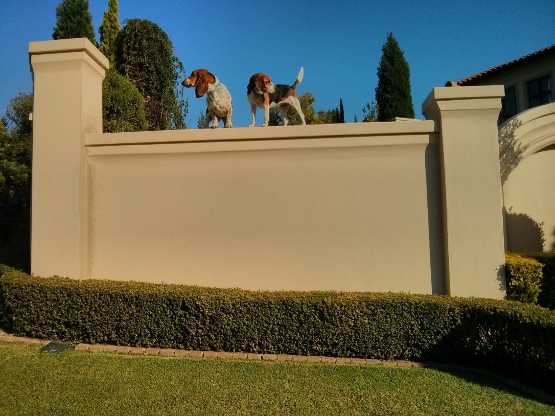Two dogs standing on a high wall.