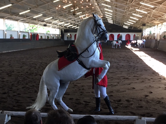 The South African Lipizzaners, Rearing horse at the Lippizaner show in Kylami, Johannesburg South Africa.