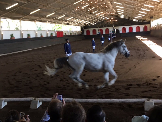 The South African Lipizzaners galloping horse, not completely white.
