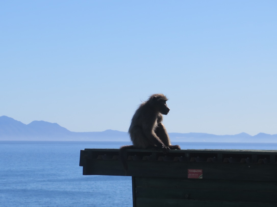 Baboon with sea and mountain backdrop near Hermanus, South Africa