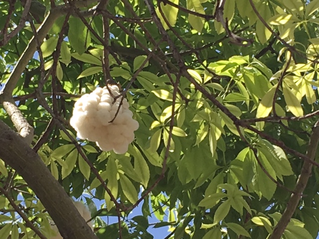 spooky Johannesburg a tree that looks like it has cotton wool brains growing in it