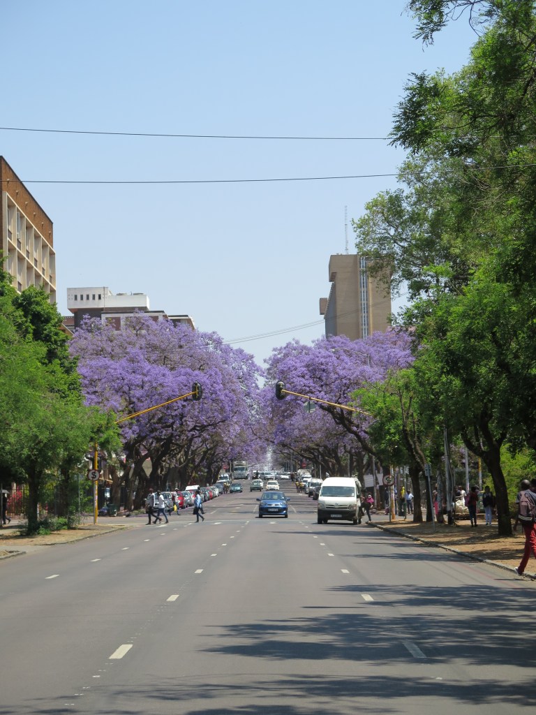 jacaranda trees south africa