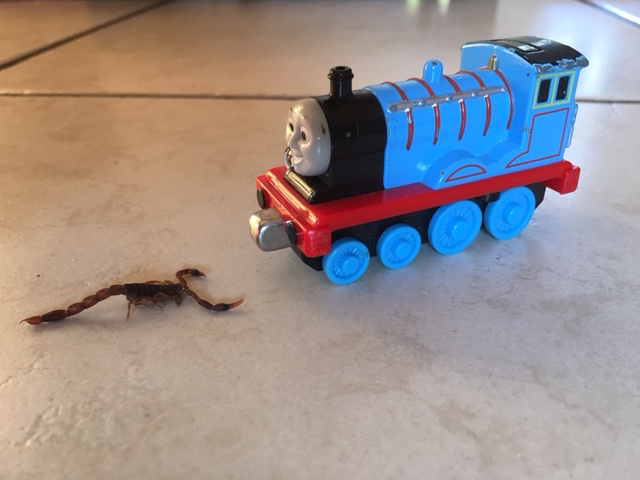 scorpion-on-the-line