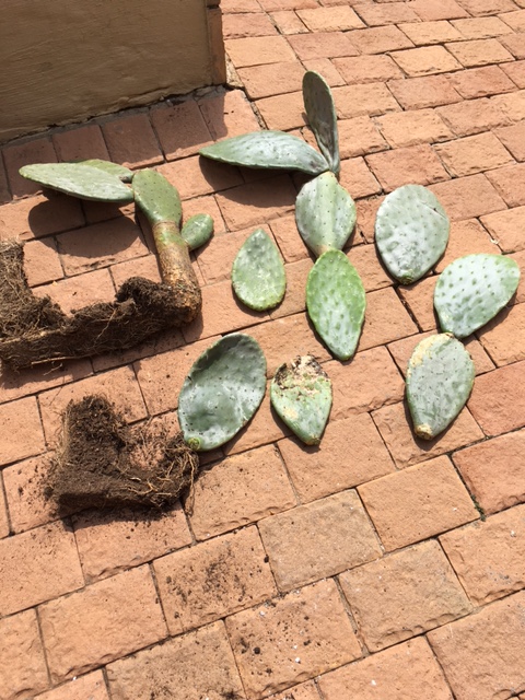 The cactus ears I found in the bin, like expat life you sometimes have to dig a little deeper to get the full story.