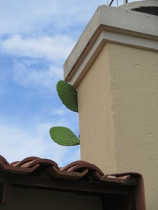 When expat life is like a cactus on the roof.
