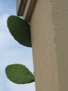 Expat cactus on the roof close up.