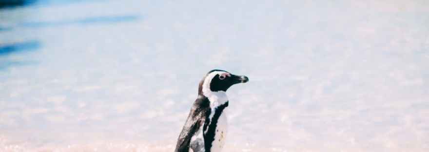 penguin on beach in south africa